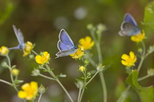 Kelebekler üzerinde sarı çiçek — Stok fotoğraf