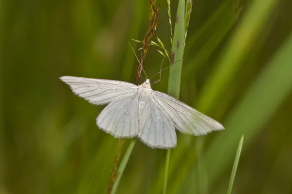 白い蛾 — ストック写真