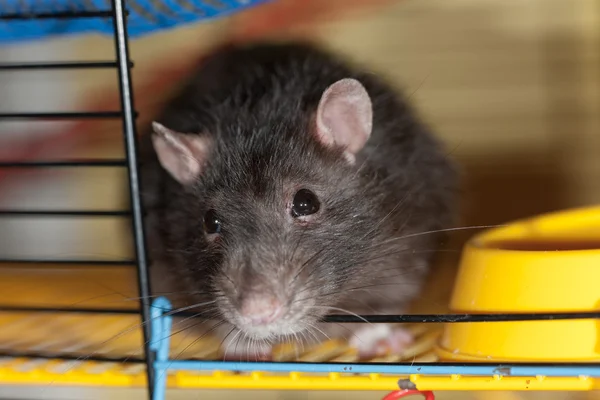 Inhemska råtta på nära håll — Stockfoto