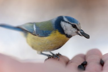 The blue tit eats sunflower seeds clipart