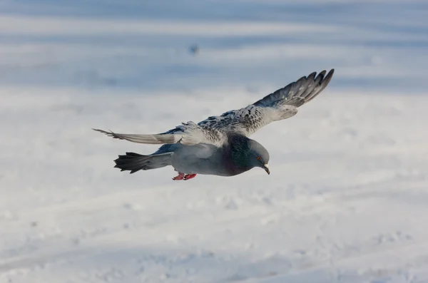 Pombo em voo contra a neve — Fotografia de Stock
