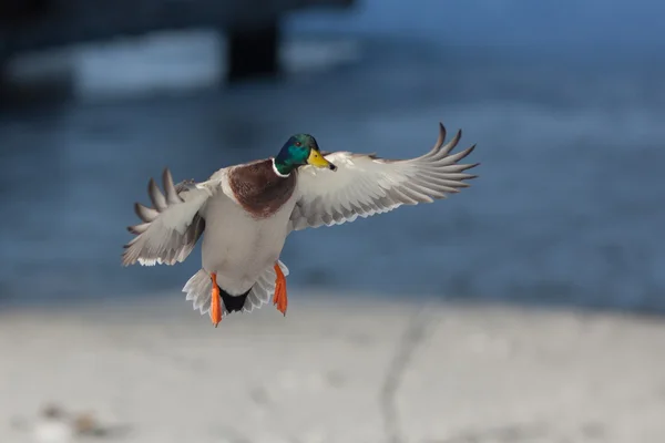 Ente auf der Flucht — Stockfoto