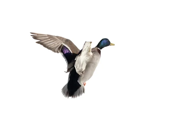 Pato en vuelo — Foto de Stock