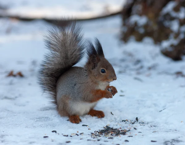 Lo scoiattolo su neve — Foto Stock
