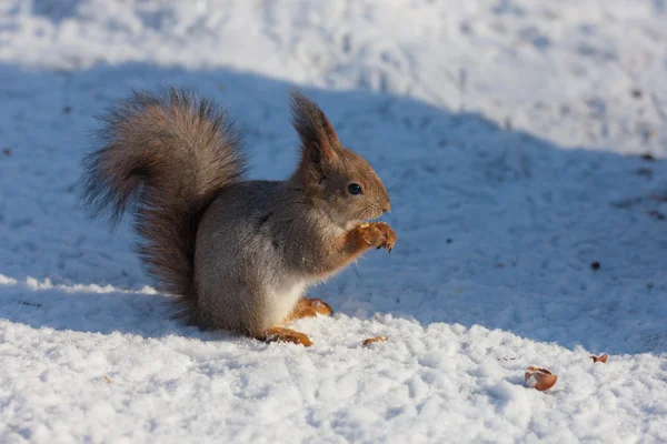 https://static8.depositphotos.com/1001283/977/i/450/depositphotos_9776913-stock-photo-squirrel-on-snow.jpg