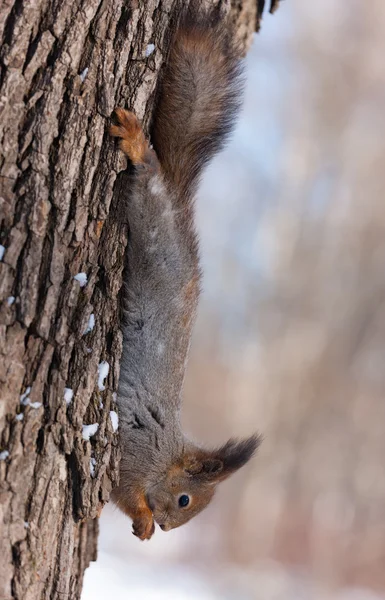 Hörnchen kopfüber — Stockfoto