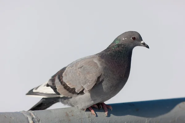 灰色の鳩をクローズ アップ — ストック写真