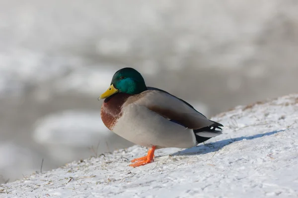 Kar üzerinde ördek — Stok fotoğraf