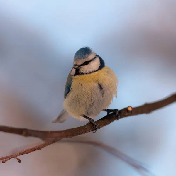 The blue tit on branch — Stock Photo, Image