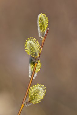 Willow Spring yakın çekim