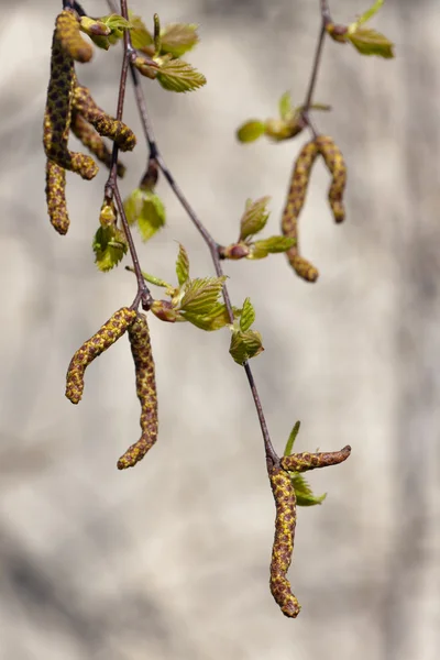 Primavera vidoeiro ramos — Fotografia de Stock