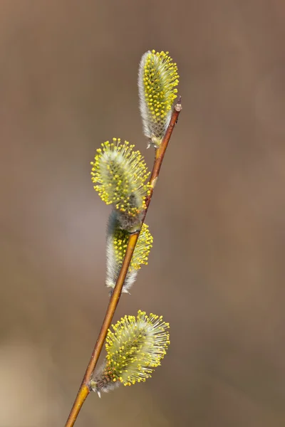 Willow Spring yakın çekim — Stok fotoğraf