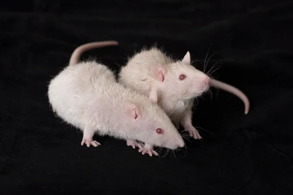 Dois ratos brancos jovens — Fotografia de Stock