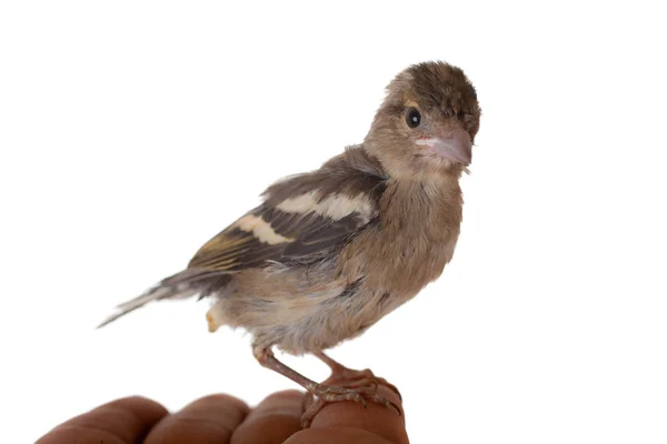 Noworodek ptak — Zdjęcie stockowe