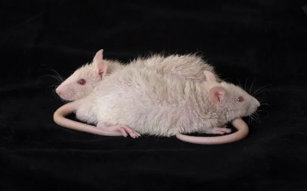 Beyaz fareler — Stok fotoğraf
