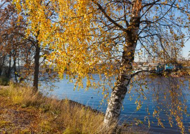 Birch on river bank clipart