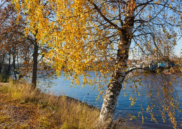 Nehir kıyısında huş ağacı — Stok fotoğraf