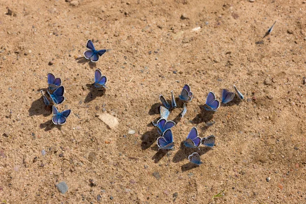 Stock image Butterflies on the earth