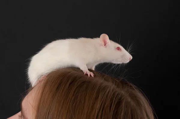 Rat on a head