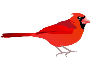 Güzel kırmızı kuş. Vektör EPS10