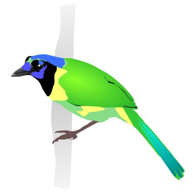 Beautiful green bird. Vector EPS10 clipart