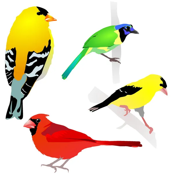 Coleção de pássaros. Vector. EPS10 — Vetor de Stock