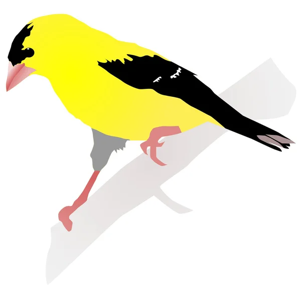 Bellissimo uccello giallo. Vettore — Vettoriale Stock