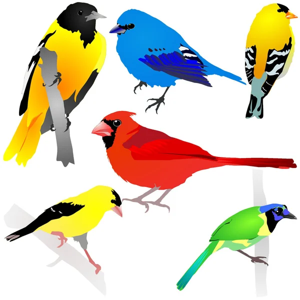 Raccolta di uccelli. Vettore EPS10 — Vettoriale Stock