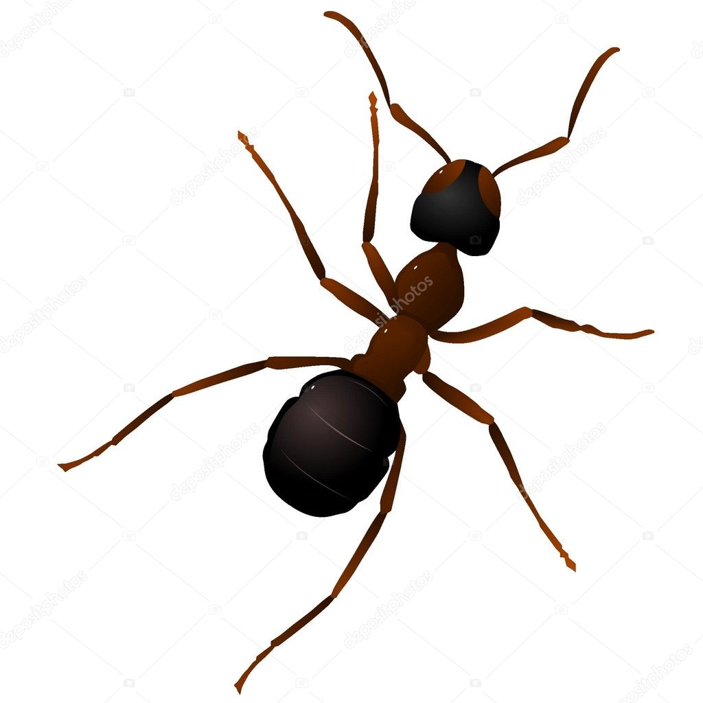 Vector illustration of an ant