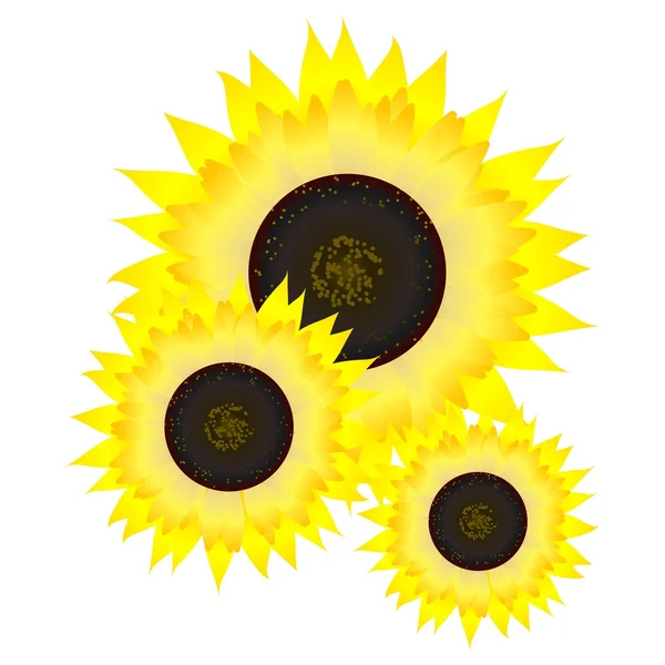 Sunflower. vector — Stock Vector
