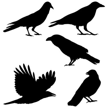 Set of vector images of crows clipart