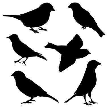Set of vector images sparrow clipart