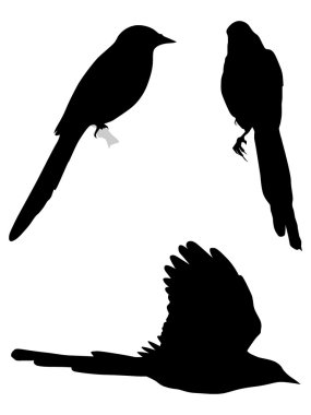 Set of silhouettes of magpies clipart