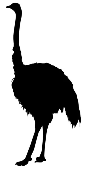 Силуэт страуса. — стоковый вектор