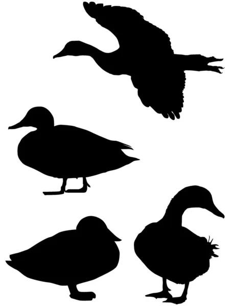 Silhouette einer Ente — Stockvektor