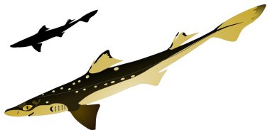 vectors piked dogfish clipart