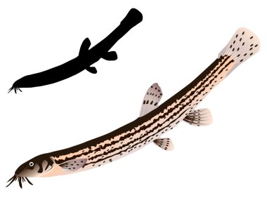 vectors loach clipart