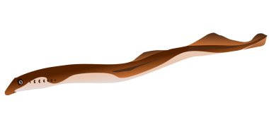 vector lamprey clipart