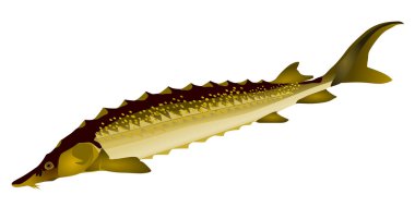 vector image of sturgeon clipart