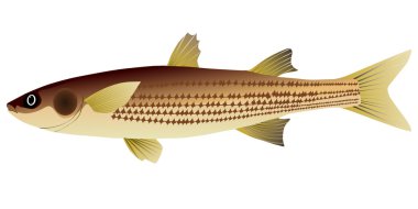 vector image of mullet clipart
