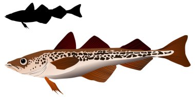 vector image of Alaska pollack clipart