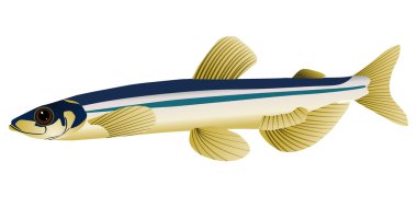 vector image of capelin clipart
