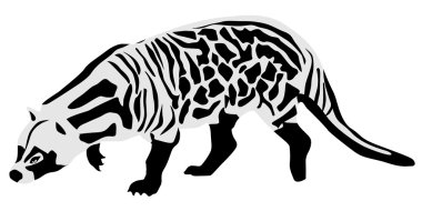 African civet clipart