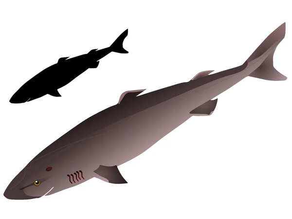 向量格陵兰鲨鱼 — 图库矢量图片