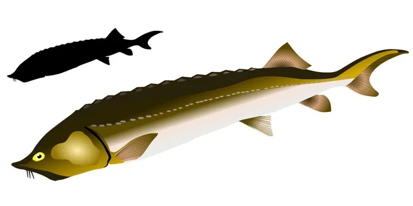 Διανύσματα beluga — Διανυσματικό Αρχείο