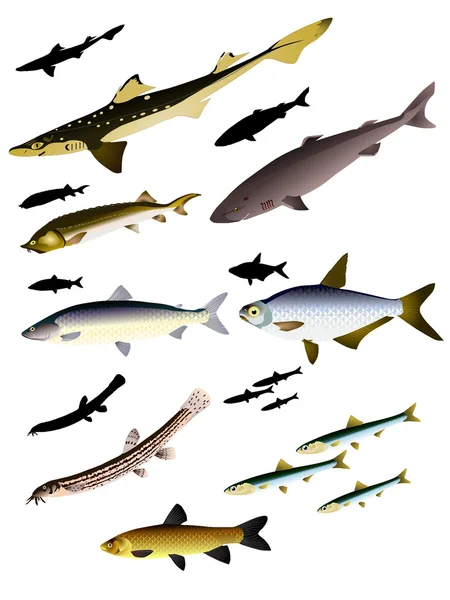 Collection of vector images of fish — Stock Vector