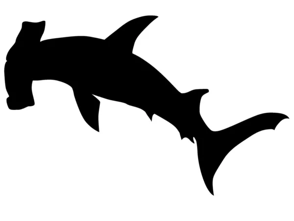 Vektor hammerhead shark — Stock Vector