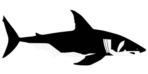 Vector white shark — Stock Vector