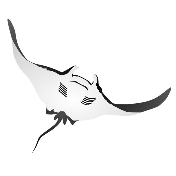 Атлантическая манта
