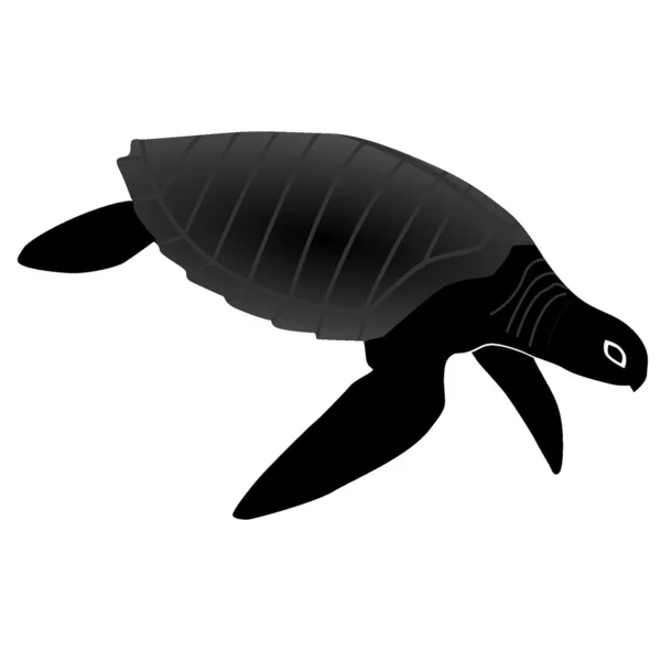 Olijf schildpad — Stockvector